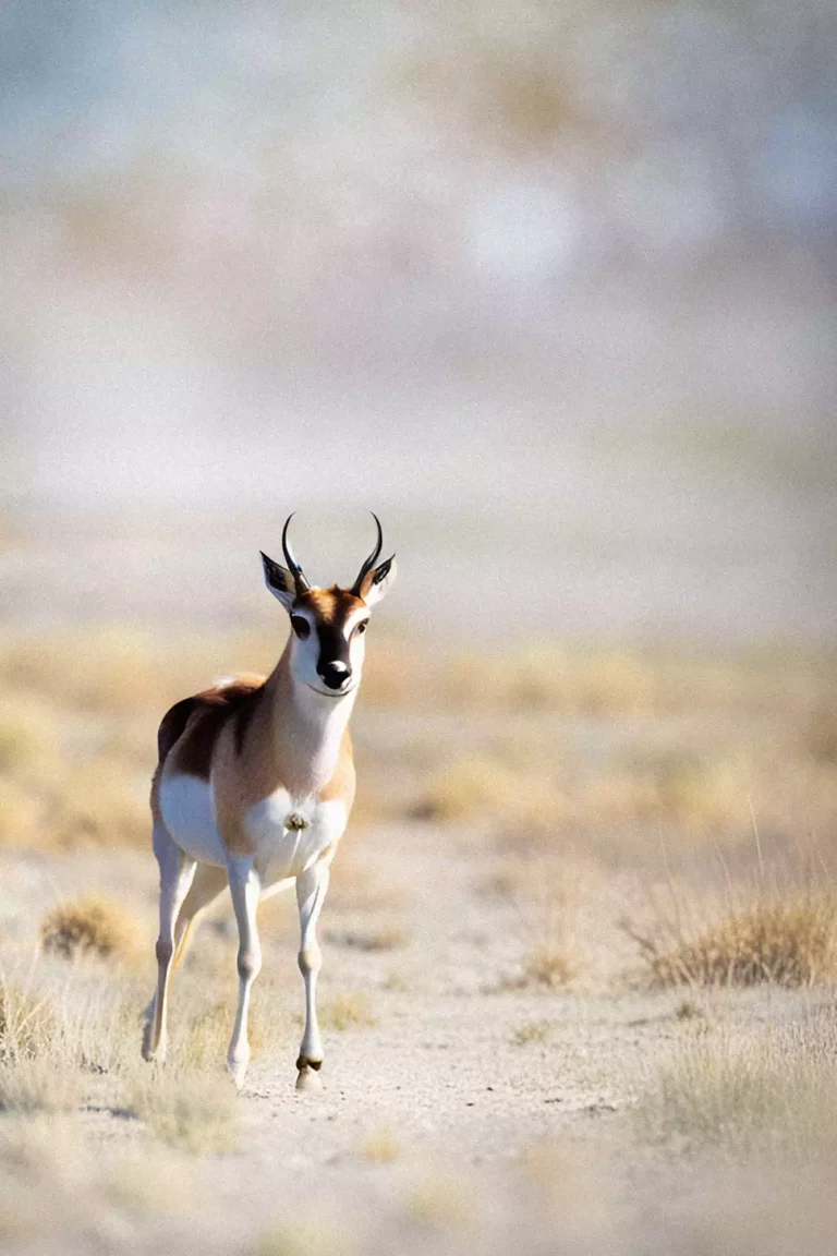 This is a photo of the Pronghorn: the fastest animal native to North America, used here to abstractly represent the speed of a WordPress website optimized by our engineers